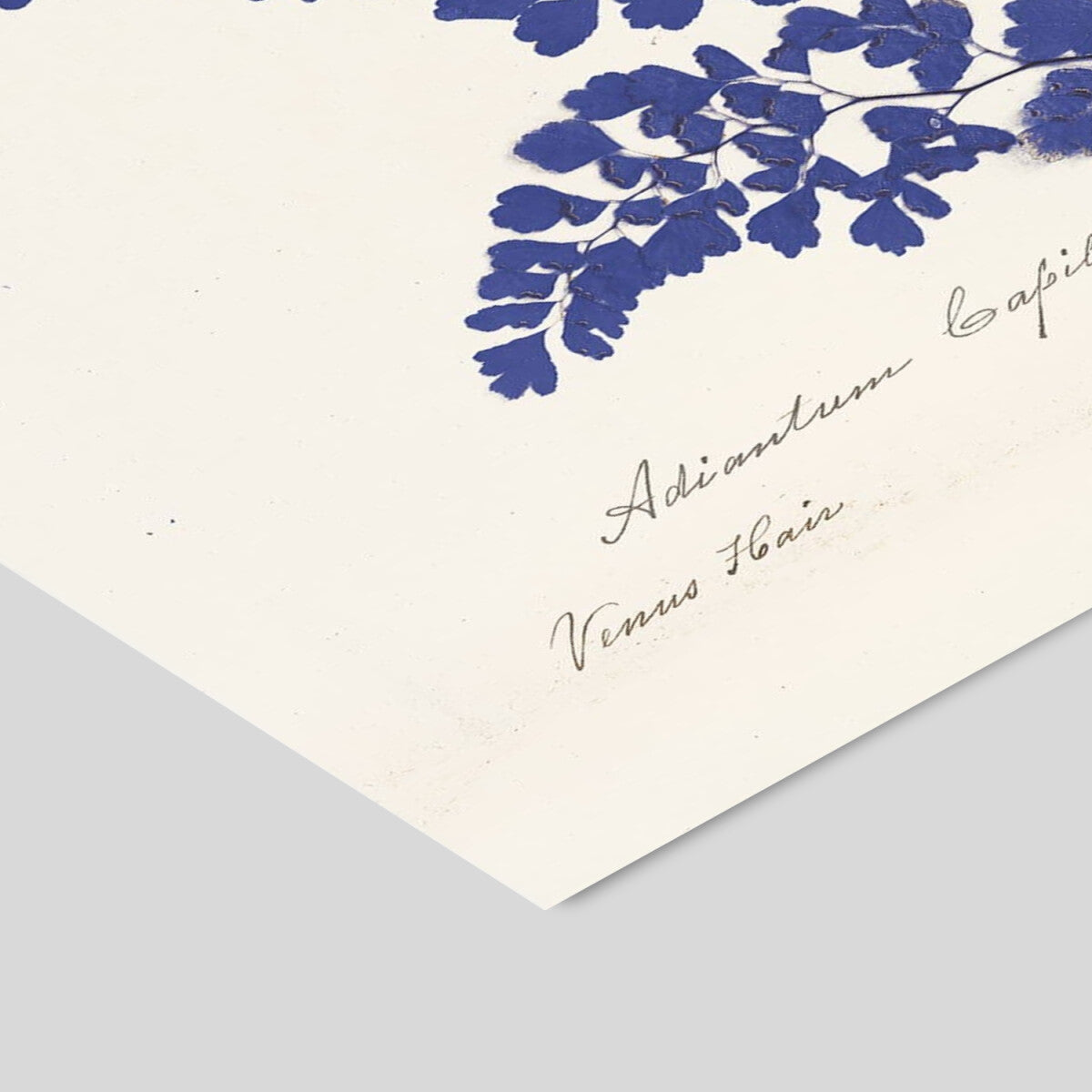 Plakat: Botanical Fern III (blue)