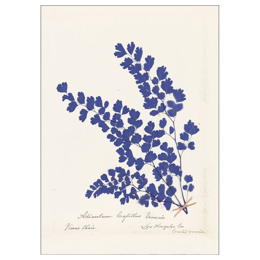 Plakat: Botanical Fern III (blue)
