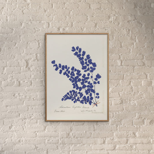 Plakat: Botanical Fern III (blue)