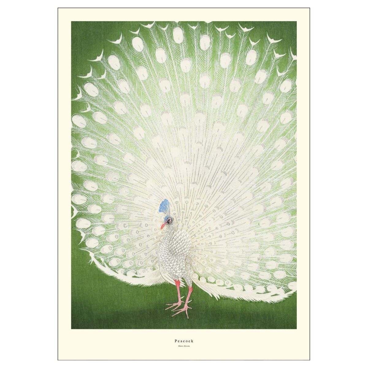 Plakat: Peacock