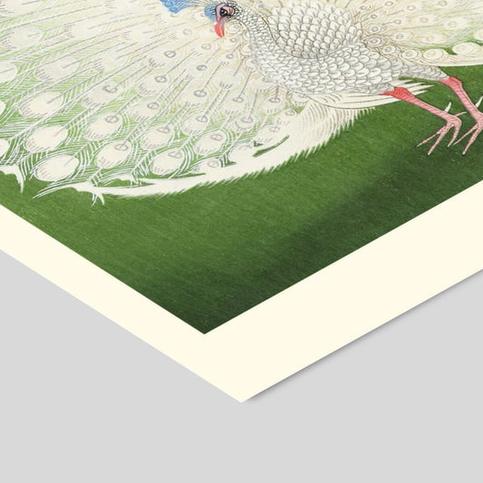Plakat: Peacock